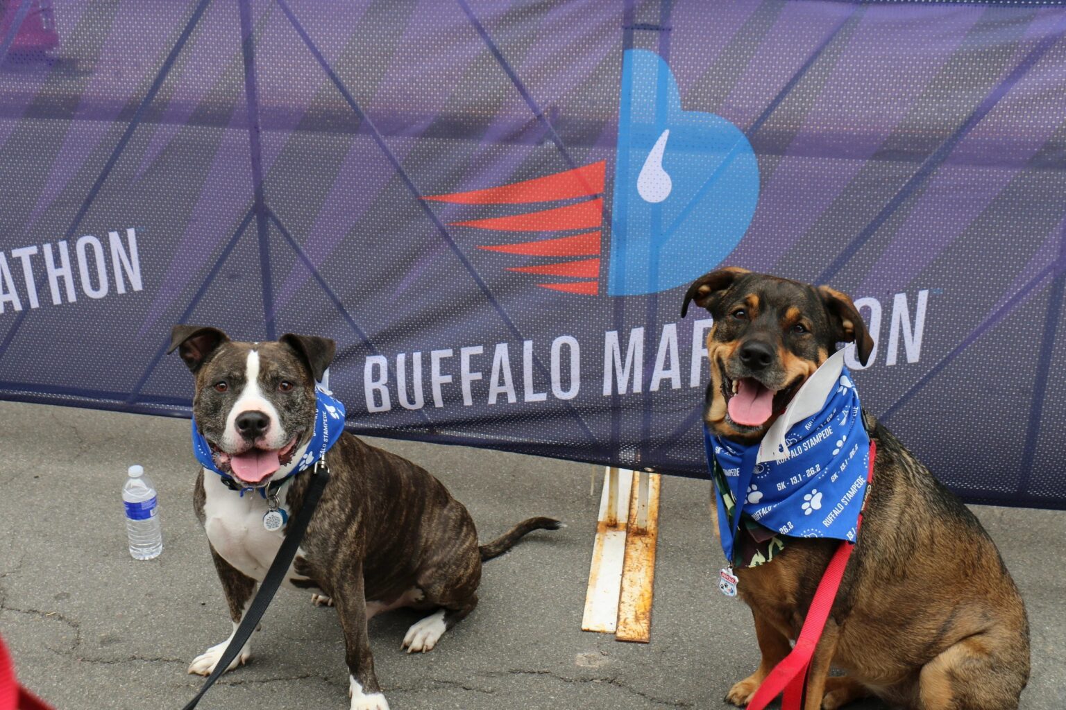 Buffalo Marathon